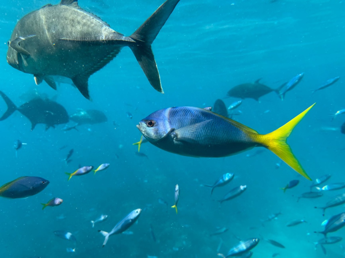 保拉波拉浮潛  colorful fish