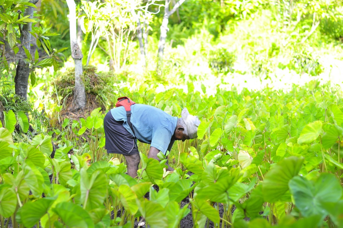 traditional taro planting in taro field