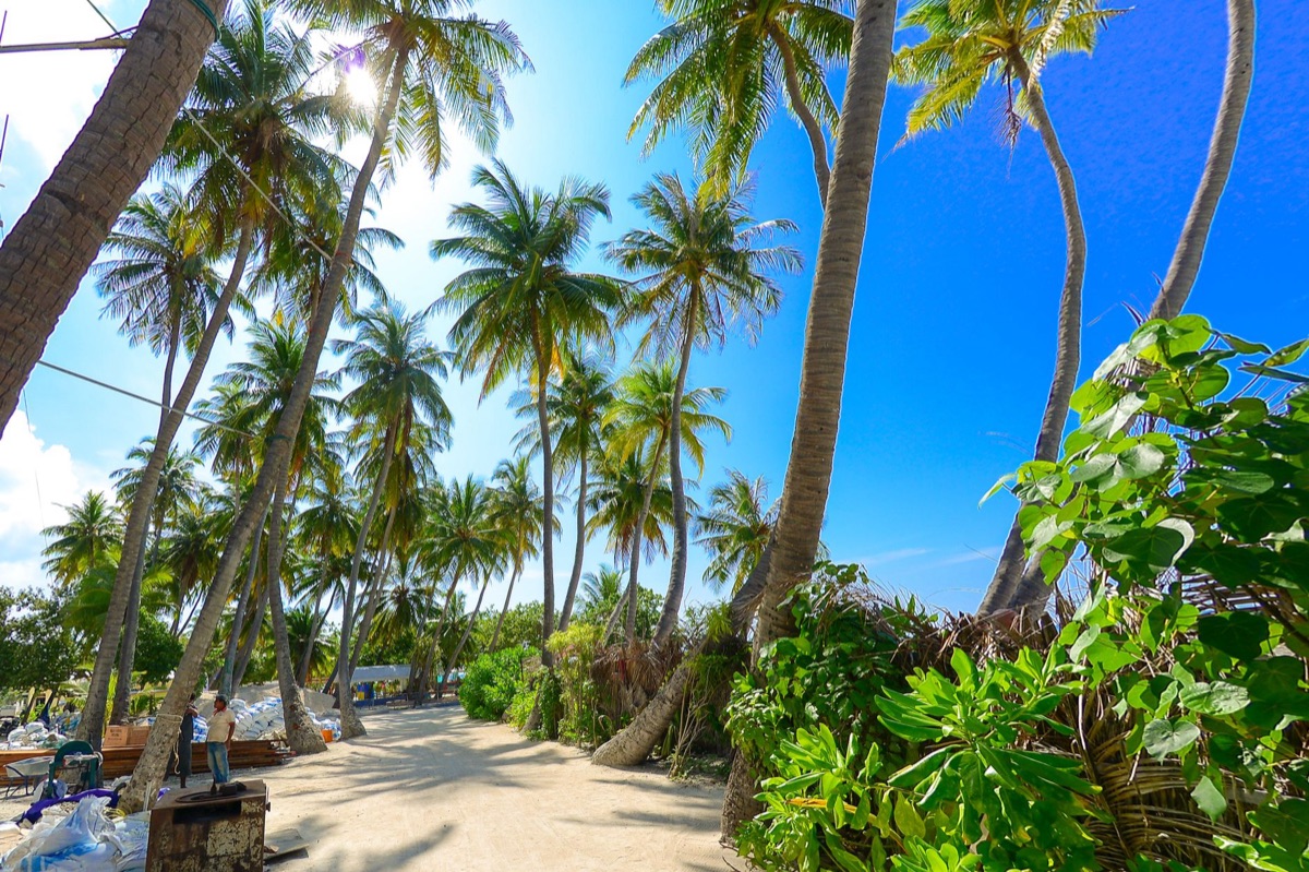 Isla de Tahiti con flores coloridas y palmeras