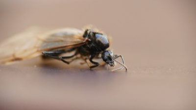 塔希提行前備忘錄：從法郎到防曬的完美準備清單完整指南