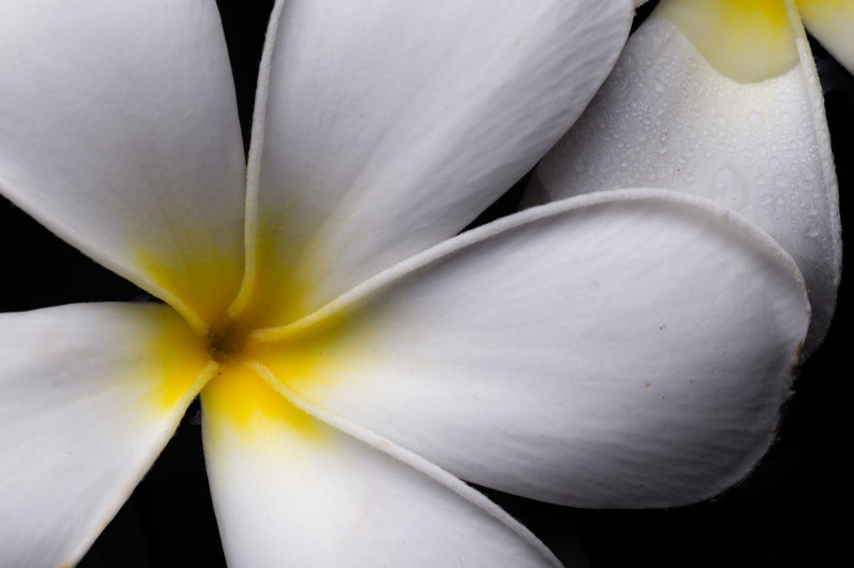 Tiaré Blüte in Polynesischer Umgebung
