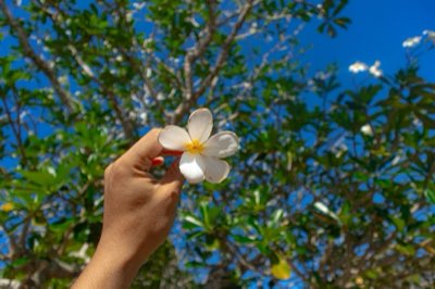 Tiare Flower: Bora Bora's Sacred Link to Polynesian Roots