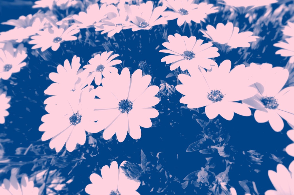 Historical borabora tiare flower illustration