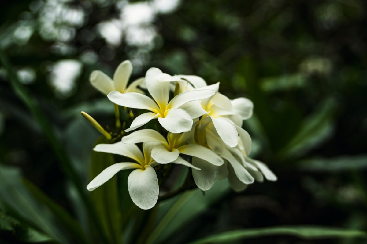 Fotografía Histórica de Flor de Tiaré en Cultura Polinesia