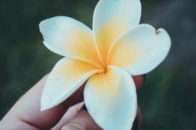 Tiare: Simbolo vivo della cultura e storia di Bora Bora