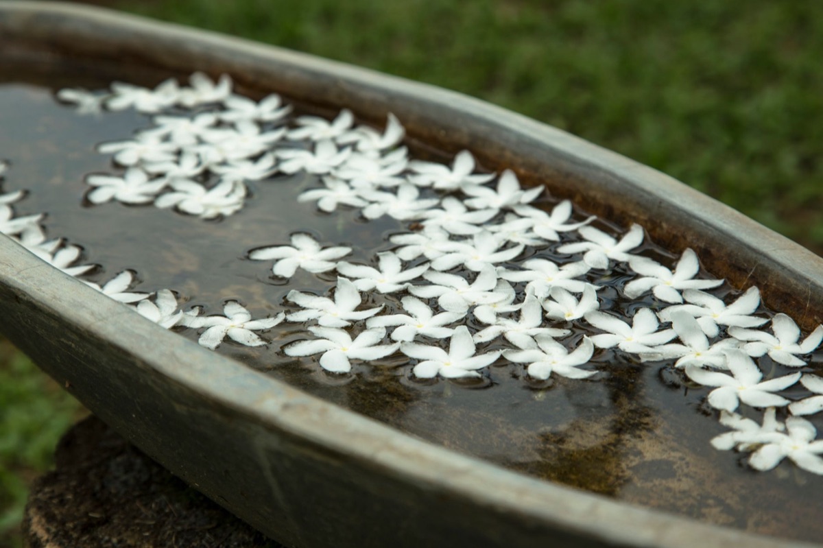cultura polinesiana con fiore di tiare