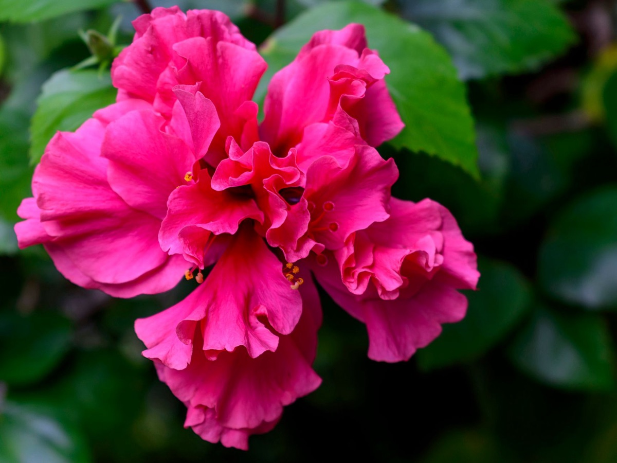 flores tradicionais de borabora