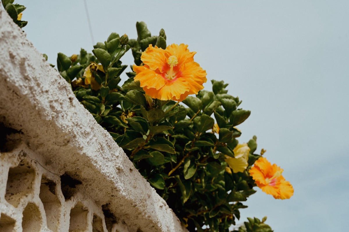 cultura polinesia de hibiscus