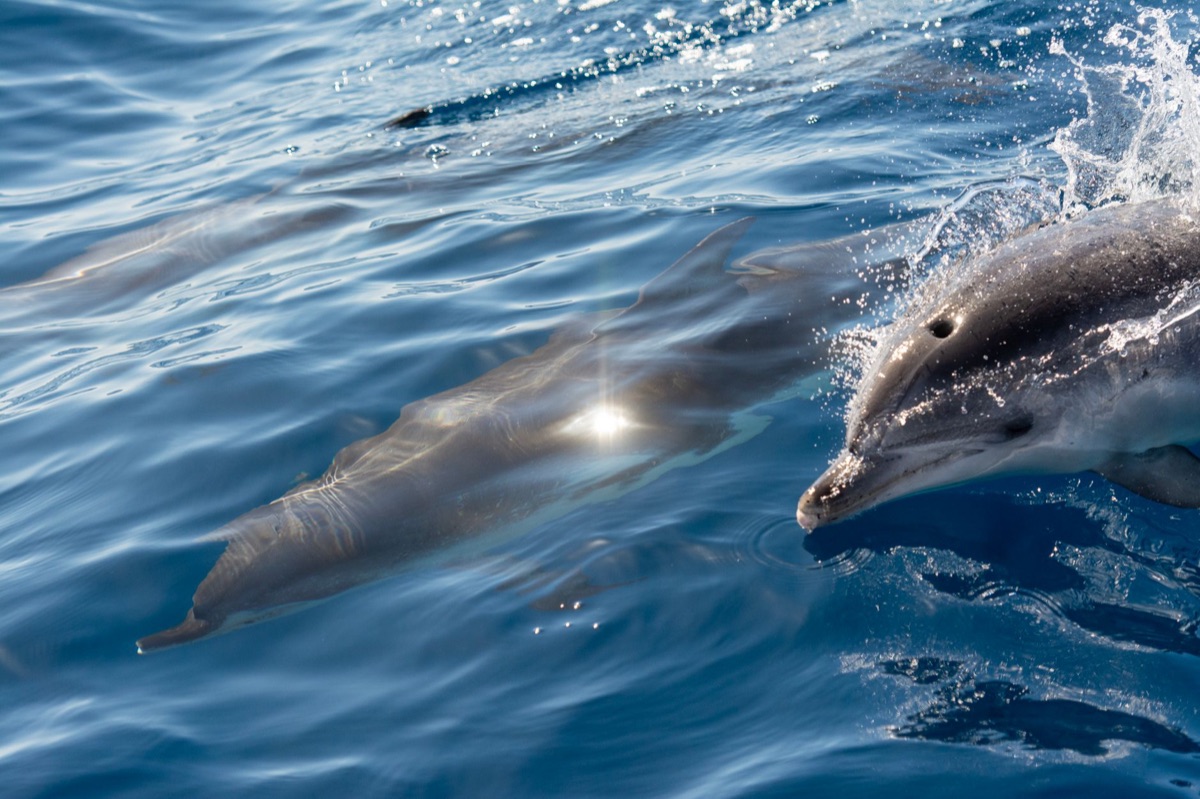 dolphin swimming with red safety flag