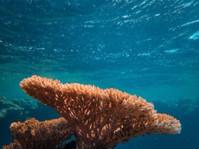 Seguridad Marina Bora Bora: Normas Vitales para una Experiencia