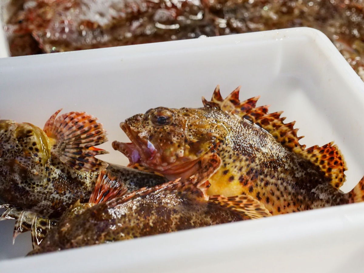 Local fish market borabora